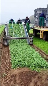 Green Machine: Automated Harvesting in Action #agriculture #automation #farming #technology #harvest