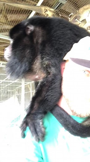 Territorial Communication of Howler Monkeys in the Wild