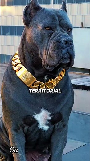 The Truth About Owning a Cane Corso Dog