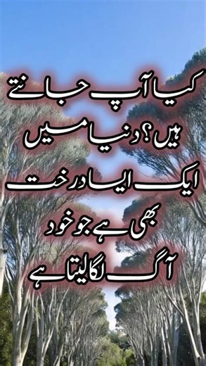 The Tree That Can Set Itself on Fire . #AmazingFacts #NatureSecrets