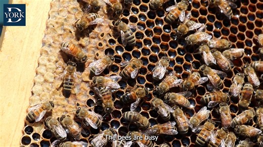 Have you ever wanted to get up close and personal with a honey bee colony? The York Dispatch did just that with a tour of an apiary with the help of the York County Beekeepers Association in Pennsylvania! Read more: https://www.yorkdispatch.com/story/news/local/2023/06/09/i-find-it-peaceful-to-work-with-thousands-of-stinging-little-creatures-meet-the-york-beekeeper-carin/70290038007/ | The York Dispatch