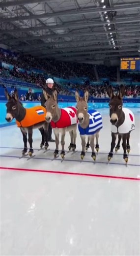 Greece wins speed skating at the Winter Olympics with a donkey