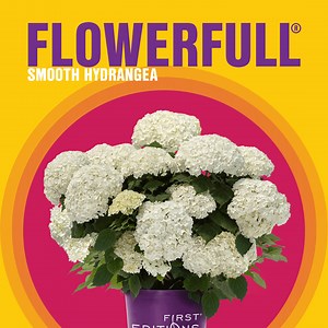 This year, we're all about bops and never flops. Meet FlowerFull® Smooth Hydrangea: 💨 Sturdy upright stems that won’t flop in the wind and rain. 🤩 Two-to-three times more blooms per season than other smooth hydrangea. 🏡 Maturing at just three to four feet tall, it’s the perfect choice for small and big landscapes alike. To learn even more about FlowerFull®, head to our blog for all the details: https://bit.ly/4h0nmRz | First Editions Shrubs & Trees