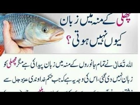 machli ke zuban. islam 360 is live!