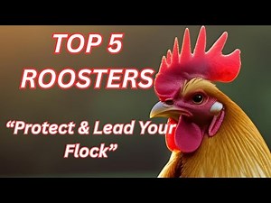 🐓Top 5 Rooster Breeds for Your Flock (And Why You Actually Need One!)