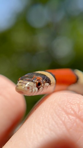 Got milk? The milk snakes of North America are among some of the most brightly and beautifully colored snakes you can encounter! Their striking banding is reminiscent of the venomous coral snakes, and that’s not entirely an accident! These milk snakes benefit greatly from that confusion and avoid predation by aligning themselves with a more striking wardrobe! These lovely little snakes can be quite common in good habitat where there’s ample smaller snakes and other reptiles to feed on. It’s alwa