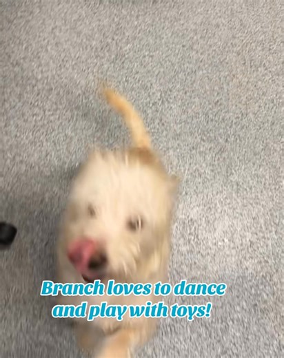 22K views · 716 reactions | Meet our front desk assistant Branch!!! | P.A.W.S. Tinley Park | Facebook