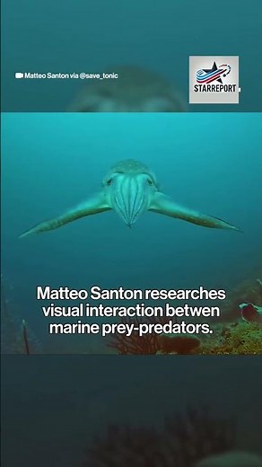 Do Cuttlefish Really Hypnotize Their Prey? The Truth Revealed!