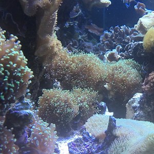 23 reactions | No frogs here! This frogspawn coral gets its name from its tentacles that look like a clutch of frog eggs! This coral, while a living being, attaches itself to the ocean floor and gets its food largely via photosynthesis. #ripleysmb #myrtlebeach #aquarium #coral | Ripley's Aquarium of Myrtle Beach | Facebook