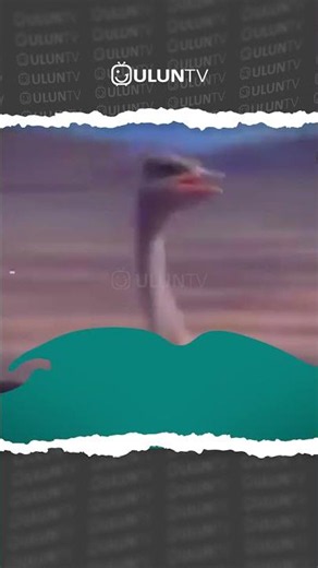 Ostrich mother protects her chick from a hyena #uluntv #wildlife #wildtv #short