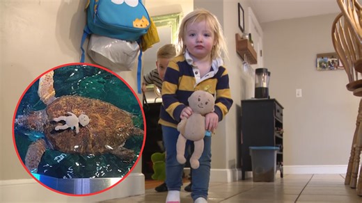 Toddler's stuffed toy falls into turtle pool at New England Aquarium, later rescued by divers