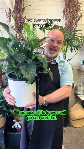 Interflora Australia - how to care for your peace Lily plant