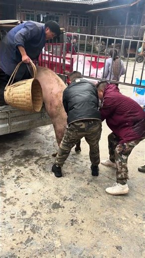 Pig Farmer Safely Loading Pigs into a Truck | Educational Purpose Only