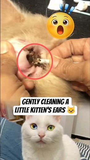 Gently Cleaning a Little Kitten’s Ears 🐱 #KittenCare #CatCleaning #PetCareRoutine #KittenHealth #fyp