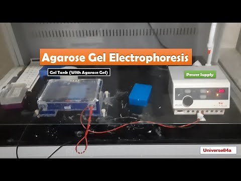Gel electrophoresis and bands visualization using UV transilluminator Procedure