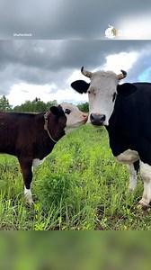 World Vegan Month brought people together worldwide to educate, inspire, and stand up for animals. From outreach at the San Francisco Vegan Festival to during Día de los Muertos in Mexico City, activists shared the message that animals deserve lives free from enslavement and exploitation. Watch to see how community outreach, creative activism, and powerful dialogues with leading voices in the animal rights movement are amplifying veganism as the path toward justice, peace, and love for all being