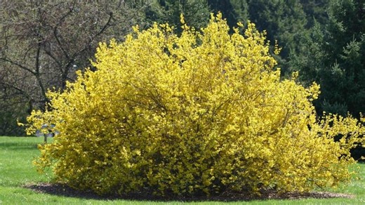 When to prune your shrubs for healthier growth this year