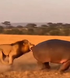 This shitting hippo is GOING INSANELY VIRAL after shitting in a lions face. EVERYONE IS MEMING IT. 500K VIEWS IN LESS THAN DAY.