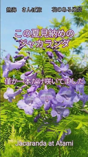 熱海 見納めジャカランダ 熱海さんぽ旅 花風景 #熱海 #flowers garden #花のある風景 #花風景 #庭の花 #花のある暮らし #jacaranda #女子旅 #atami #温泉旅行