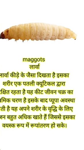 popular insects name with fact, insects name with fact, insects name#facts #animals #insects