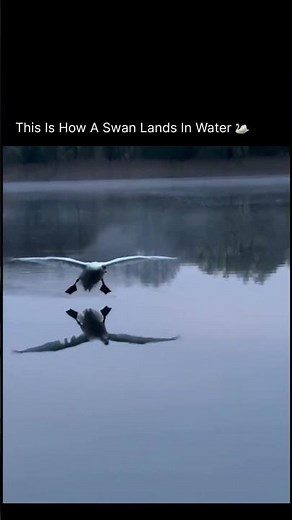 This Is How A Swarn Land In Water