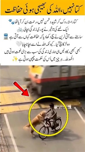 A Small Pause That Saved a Life 🤍🐾 #Faith #Blessings #MiracleMoments#StaySafe #LifeLessons#Gratitude