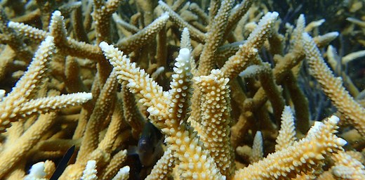 2 iconic coral species are now functionally extinct off Florida, study finds – we witnessed the reef’s bleaching and devastation
