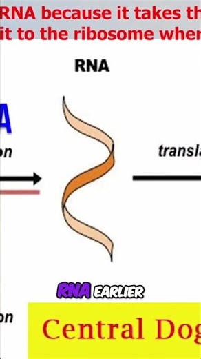DNA to Protein: Transcription & RNA's Crucial Role #shorts