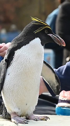 6.7K views · 3.4K reactions | Happy 41st hatch day to Mickey! Our beloved bird is one of the oldest penguins in North America. Her longevity is a testament to the excellent care she receives from Zoo staff. She celebrated with an ice cake and shared it with the rest of the colony  | Pittsburgh Zoo & Aquarium | Facebook