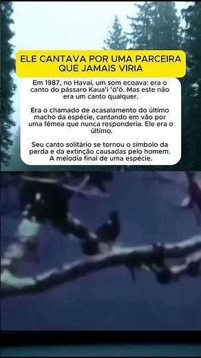 A canção solitária do último pássaro Kauaʻi ʻōʻō. #curiosidades #misterio