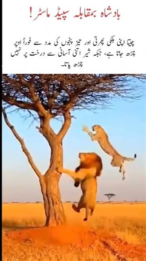 Lion vs Cheetah Tree Climb Challenge, Speed Makes the Difference. #naturefacts #wildlife #shorts