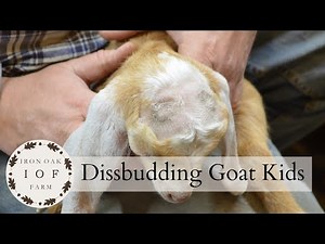 Disbudding A Goat Kid