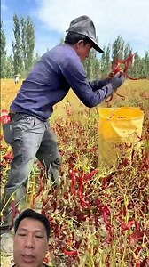 Harvesting chili peppers to make chili paste #satisfying #gardening #food #agriculture #farmer
