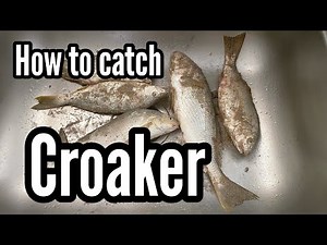 How to catch croaker???surf fishing California Fishing for croaker#surffishing
