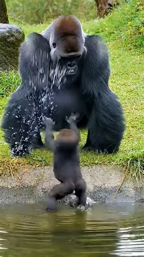 OMG! Cute Baby Gorilla Funny Moments 😂🦍 #shorts #animals #short #wildlife #trending