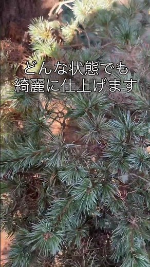 伸びた五葉松を綺麗にお手入れします #剪定 #造園 #庭師