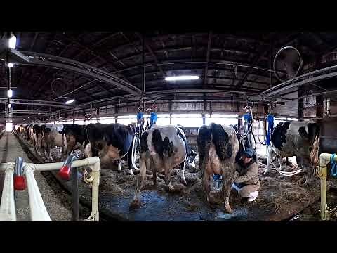 【360°】つなぎ牛舎搾乳風景
