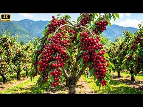 World’s Largest Cherry Orchard Harvest| Millions of Giant Sweet Cherries Picked in Countryside Farm