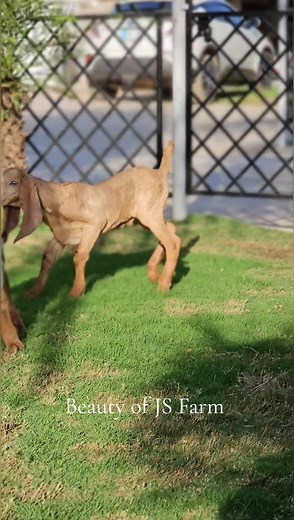 Enjoy the Charm of Gorgeous Goats at J's Farm