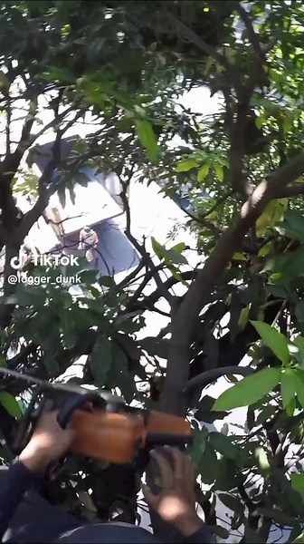 Understanding Road Safety Risks with Tree Work