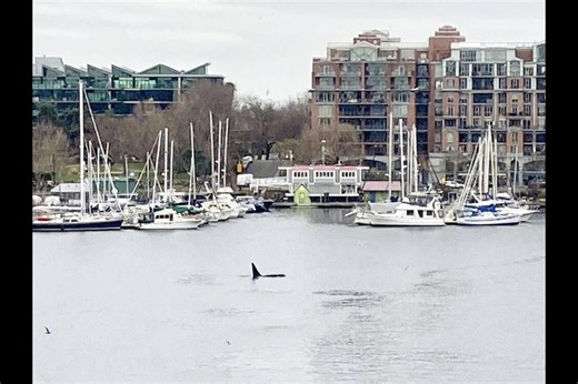 Orca spotted hunting seal in Victoria's Inner Harbour
