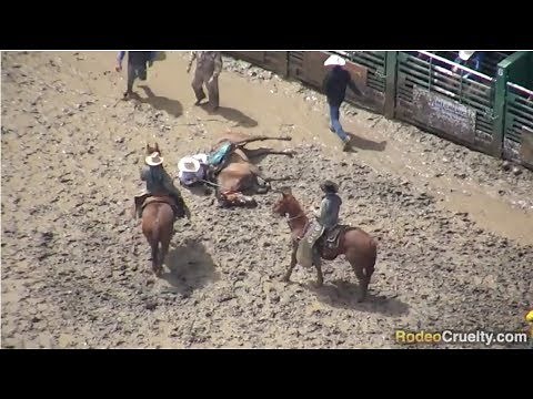 Horses Abused at 2019 Rowell Ranch Rodeo