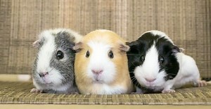 The Best and Most Comprehensive List of 41 Male Guinea Pig Names