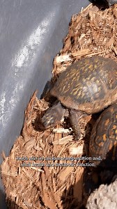 Sunning our box turtles helps give them good sun exposure, as well as an opportunity to explore a different habitat, which benefits their overall health! 👏 ☀️ Did you know box turtles are a native species to Florida? 🐢 Have you seen any out in the wild? 👀 | The Florida Aquarium