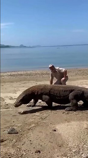 5 Super Cool Facts About Lizard #Lizards #AnimalFacts #Wildlife #animals #animaltrivia