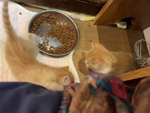 234K views · 10K reactions | Four weeks old is a fun age. They are...