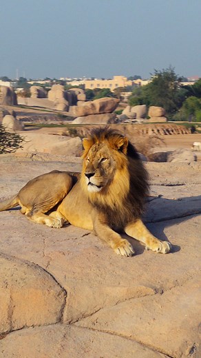 Get closer than ever before with animal encounters 🐾 and engaging presentations 🎉 - the perfect adventure for kids and families. #AlAinZoo #WildlifeAdventure | Al Ain Zoo