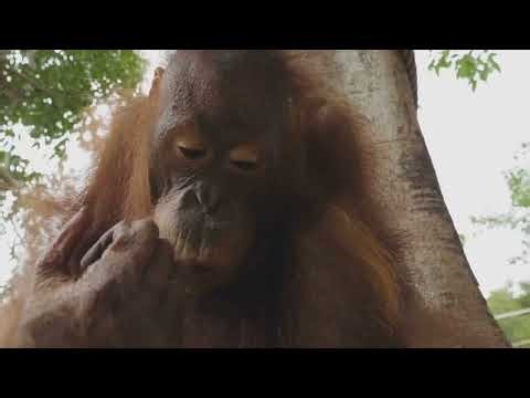 Brite Star-Know-It-All! Orangutan