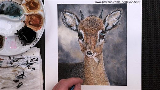 I know, it is rather an odd and funny name, but this has to be one of the cutest antelopes out there, plus it's also one of the smallest. This month I will be going through the process with my Patreon members on how to paint this delightful, big eyed animal, and I have to say that I've very much enjoyed the process, especially painting those finer details within the eyes. So get ready with those brushes, the video has already been released! 😉https://www.patreon.com/TheDevonArtist I do hope to s