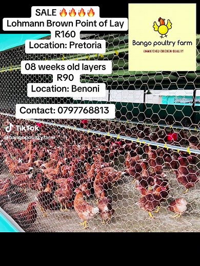 Lohmann Brown Chickens for Sale in Pretoria